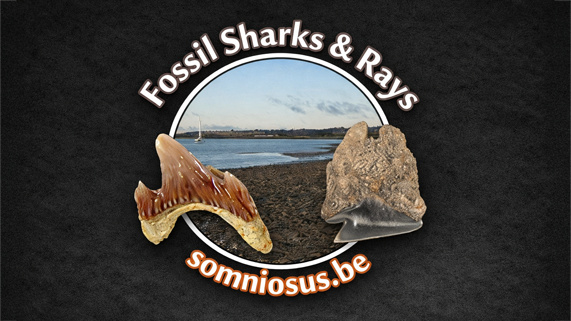 Somniosus preview